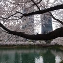 백덕순의 사진여행 100. 석촌호수 동호 벚꽃 축제 이미지