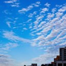 강성은꽃 이미지