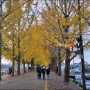 곡교천 은행나무길 이미지