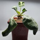 오소 이미지