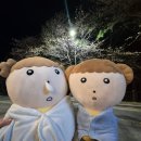 탐앤탐스 블랙 | 부산 해운대 달맞이길 실시간 벚꽃 현황! (2025년 부산 벚꽃 핀 곳, 부산 드라이브)