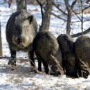 멧돼지집 이미지