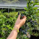 향촌농장 이미지