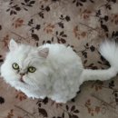 동물병원 공감 이미지