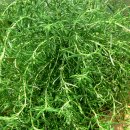 로즈마리 화원 이미지