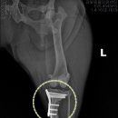 금빛동물수술센터 이미지