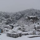 순흥애꽃 이미지