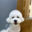 도도그루밍 이미지