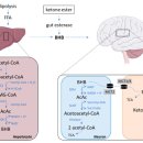 논문) 케톤체가 신경 퇴행성 질환에서 뇌의 에너지 대사 및 기능에 미치는 영향 이미지