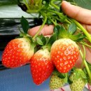 해담영농조합법인 이미지