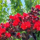 양지리 농장 이미지