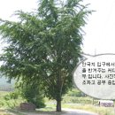 안국지 이미지
