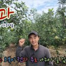 팜한농비료영덕대리점 | #사과 생산량 증가! 품질향상! 사과농사는 오복이 전과 후가 크게 달라 질겁니다. 2차 촬영!