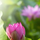 안심창조밸리 천천둘레길 이미지