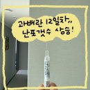(주)청해푸드 | 임신준비 #10. 시험관 1차 과배란주사 12일차 후기 /난포갯수 또 증가/ 오비드렐주사, 데카펩틸주사...