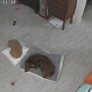 항상 함께 기다리던 토르와 미르 이미지