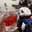 명랑물닭갈비 이미지