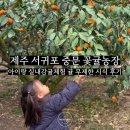 돌담농장 | 중문 감귤따기체험 꽃귤농장 하우스안에서 귤 무제한 시식후기