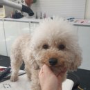 플레이독(애견유치원&호텔) 이미지