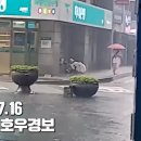 폭우에 부산 길거리서 야채 팔던 할머니에게 벌어진 일 (+실제 장면) 이미지