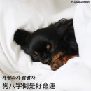 개 편한 세상 이미지