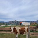 소머거리 이미지