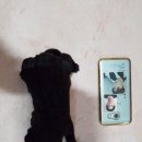 쟌트