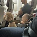 더스페이스A | [미군가족] 미국에서 한국으로 PCS 여정 (AMC / 패트리엇 항공 후기)