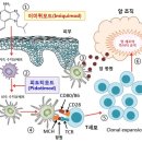베르니포레의원 네이버블로그