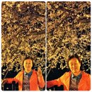 군산 은파호수공원 벚꽃야경 이미지