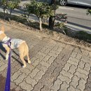 김해 네일샵 속눈썹 펌 리틀조이 홍이랑 다녀왔어요 /반려견 동반 가능 속눈썹 펌 잘하는 집