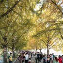 은행나무길 대여소 이미지