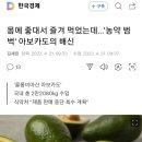 몸에 좋대서 즐겨 먹었는데…'농약 범벅' 아보카도의 배신 이미지