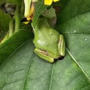 청개구리 이미지