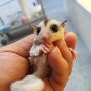 로던트 클럽 이미지