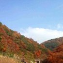 단풍흑염소 농장 이미지