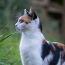 멍때리는 고양이 이미지