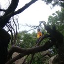 자연-꽃 이미지