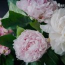 국제조화도매센타