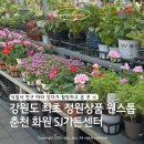 춘천 사농동 가볼만한곳 🌿 식집사 친구 따라 갔다가 힐링하고 온 곳