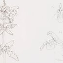 보태니컬 아트 초급 이미지