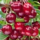 화성-장안-장안 8호 이미지