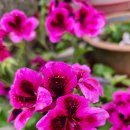 그래도 꽃 이미지