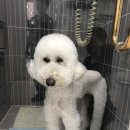 첨단사랑동물병원 이미지