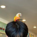 한뫼초등학교 | [일산 아이와 가볼만한곳] ‘앵무새카페 버드리 일산점‘ 주말 실내체험 대만족후기