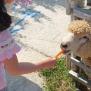 순천한우 농장 이미지