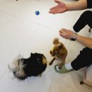 코코 반려견샵 이미지