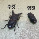 화성사슴농장 이미지