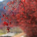 (주) 산수유 Daum카페