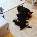 댕댕이 간식창고 이미지